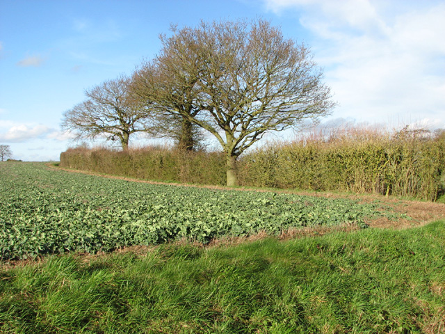 Field Boundary Hedge By Low Farm © Evelyn Simak Cc-by-sa/2.0 ...