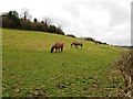 Field of horses