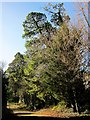 Trees on Rainbow Drive