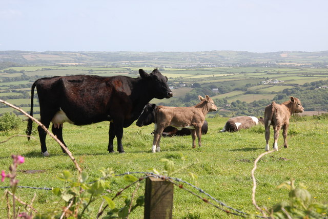Cow with calves on Carn Marth