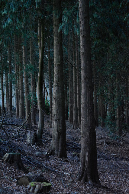 Odd One Out: Beech among the conifers, Bottom Wood, near Mapledurham, Oxfordshire