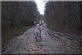 SU5235 : Recent logging - Itchen Wood by Mr Ignavy