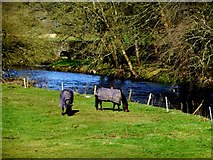 H4772 : Horses grazing at Campsie, Omagh by Kenneth  Allen