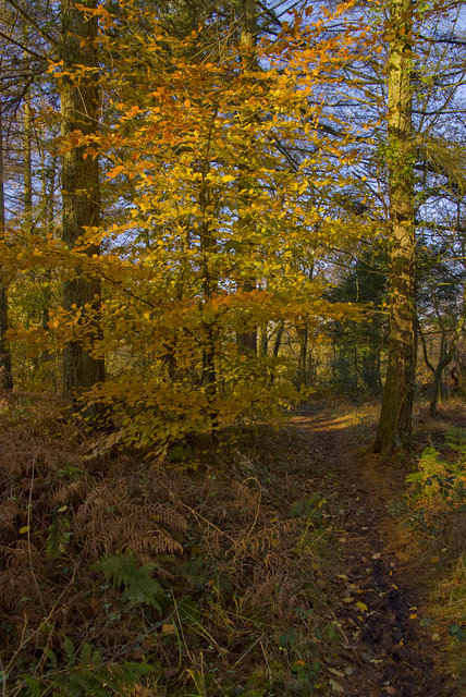 Autumn Colours, Hensol Forest