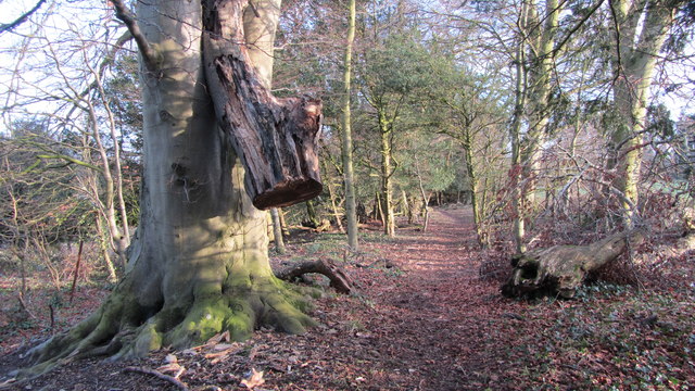 Interesting tree feature on the footpath