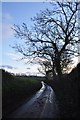 Sedgemoor : Country Lane