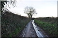 Sedgemoor : Country Lane