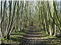 Bridleway through Civiley Wood