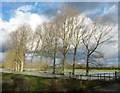 Avenue of trees beside the River Thame