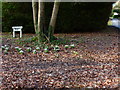 Snowdrops at the turning to Dale Park House