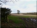 Field with small clump north of Madehurst