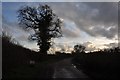 Mid Devon : Country Lane