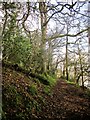 SX4461 : Path, Warleigh Wood by Derek Harper