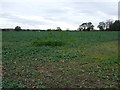 Farmland off Sheepy Road (B4116)