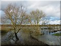 SP6406 : River Thame floods to the east of Ickford Bridge by Rob Farrow