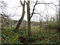 Allotment gardens through the trees