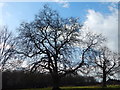 London plane tree