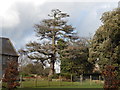 Deciduous conifer tree in Whitehouse recreation ground