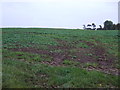 Crop field, Upton