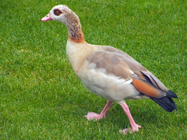 Egyptian Goose © Lairich Rig cc-by-sa/2.0 :: Geograph Britain and Ireland