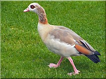 NS3982 : Egyptian Goose by Lairich Rig