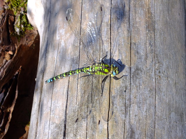Southern Hawker, Powerstock Common
