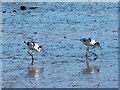 SX9787 : Two avocets on the mud beside the River Clyst by David Smith