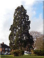 TM1446 : Ever green tree in Whitehouse recreation ground by Hamish Griffin
