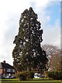 Ever green tree in Whitehouse recreation ground