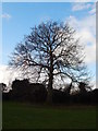 Tree in Whitehouse recreation ground (looking West)