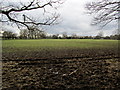 Muddy Pasture off Coach Road