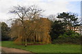 Trees in Dulwich Park