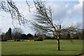 Skeletal trees in Dulwich Park