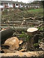 SP2965 : Fallen poplars, Emscote Gardens, Warwick by Robin Stott