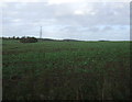 SK5200 : Crop field, Billsdon's Hollow by JThomas