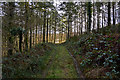 Woodland near the disused Herodscoombe Mine, Herodsfoot