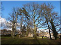 Trees opposite Ashground Plantation