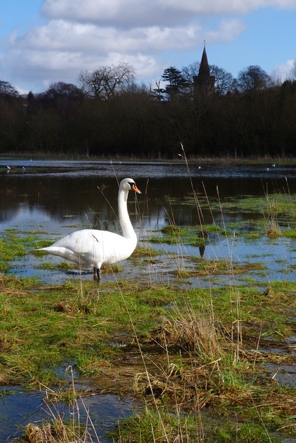 Swan on flooded Berry Meadows, Twyford