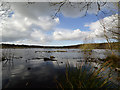 SJ5571 : Blakemere Moss, Delamere Forest by Clive Giddis