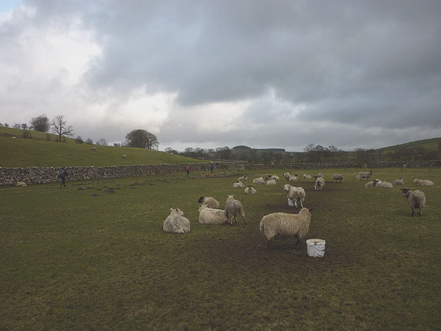 Sheep grazing near Slaidburn