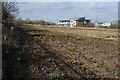 Rhubarb field near Rothwell