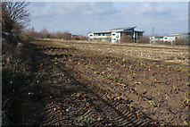 SE3229 : Rhubarb field near Rothwell by Ian S