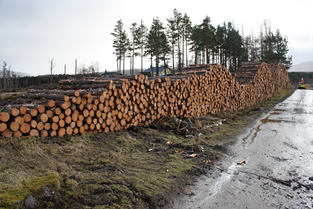 Timber stack at Boath