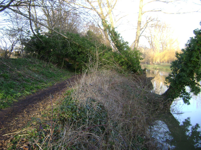 Fallen poplars, Riverside Walk, Warwick 2014, February 19