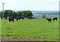 Cows on the northern edge of Waltham on the Wolds