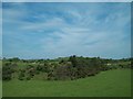 Whins on grazing land north of the Ballydugan Road