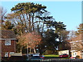 Trees at Stoke Park Drive