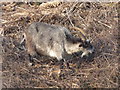 Boscombe: a cliff-grazing goat