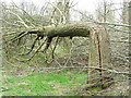 Broken Tree