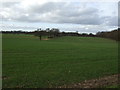 Crop field off Three Houses Lane